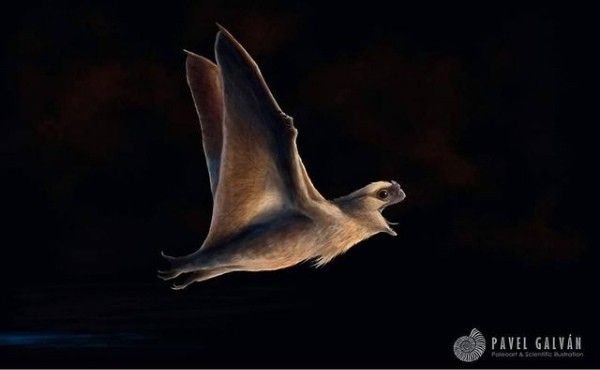 Реконструкция Anurognathidae
