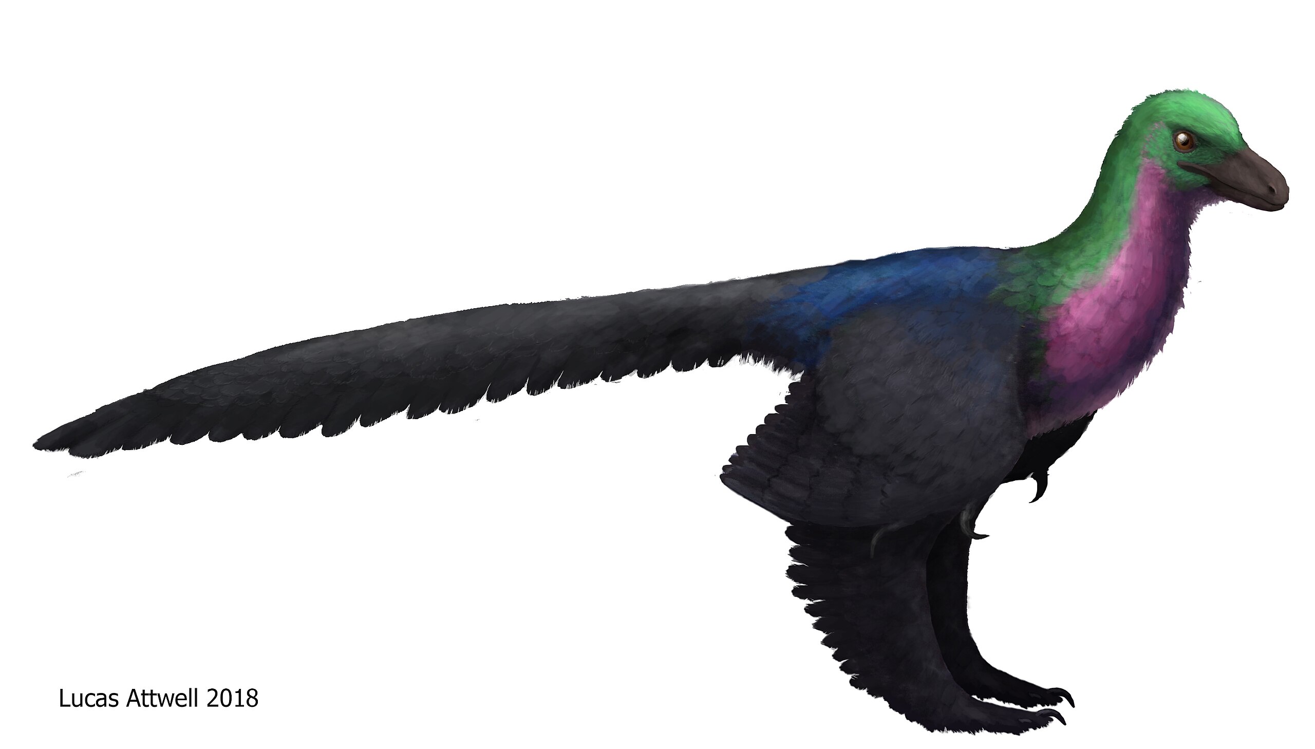 Реконструкция Caihong juji