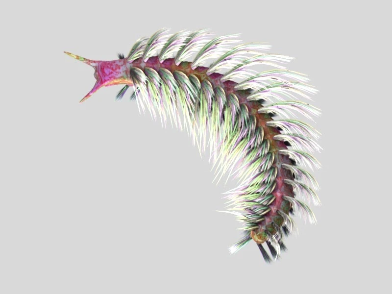 Реконструкция Canadia spinosa