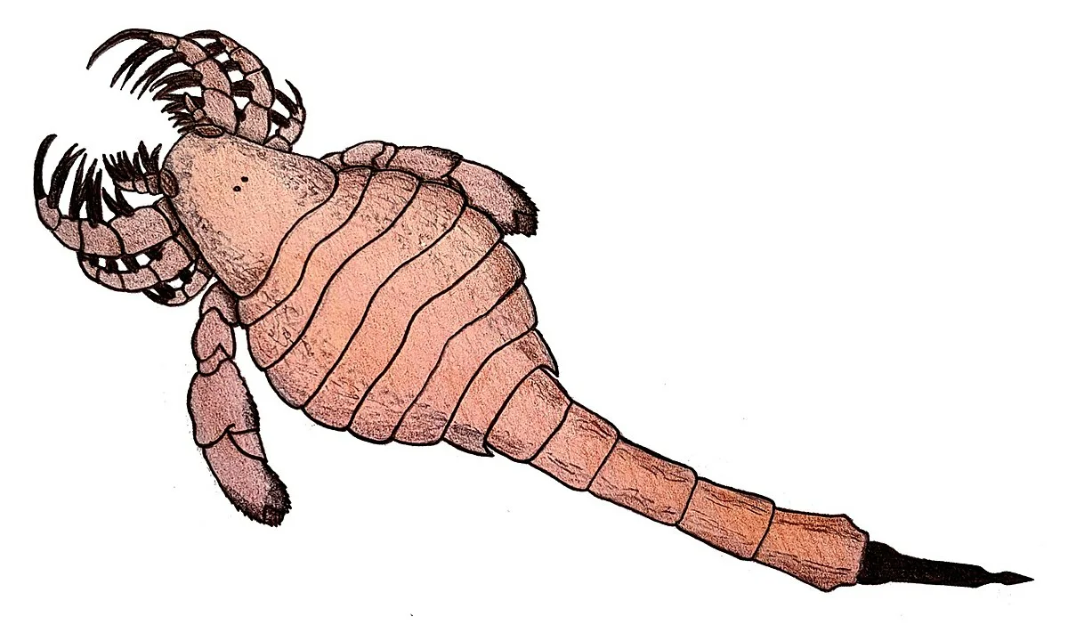 Реконструкция Carcinosoma newlini