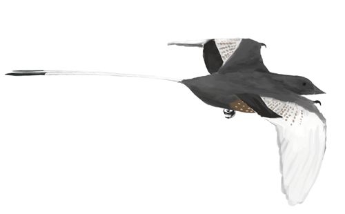 Реконструкция Confuciusornis sanctus