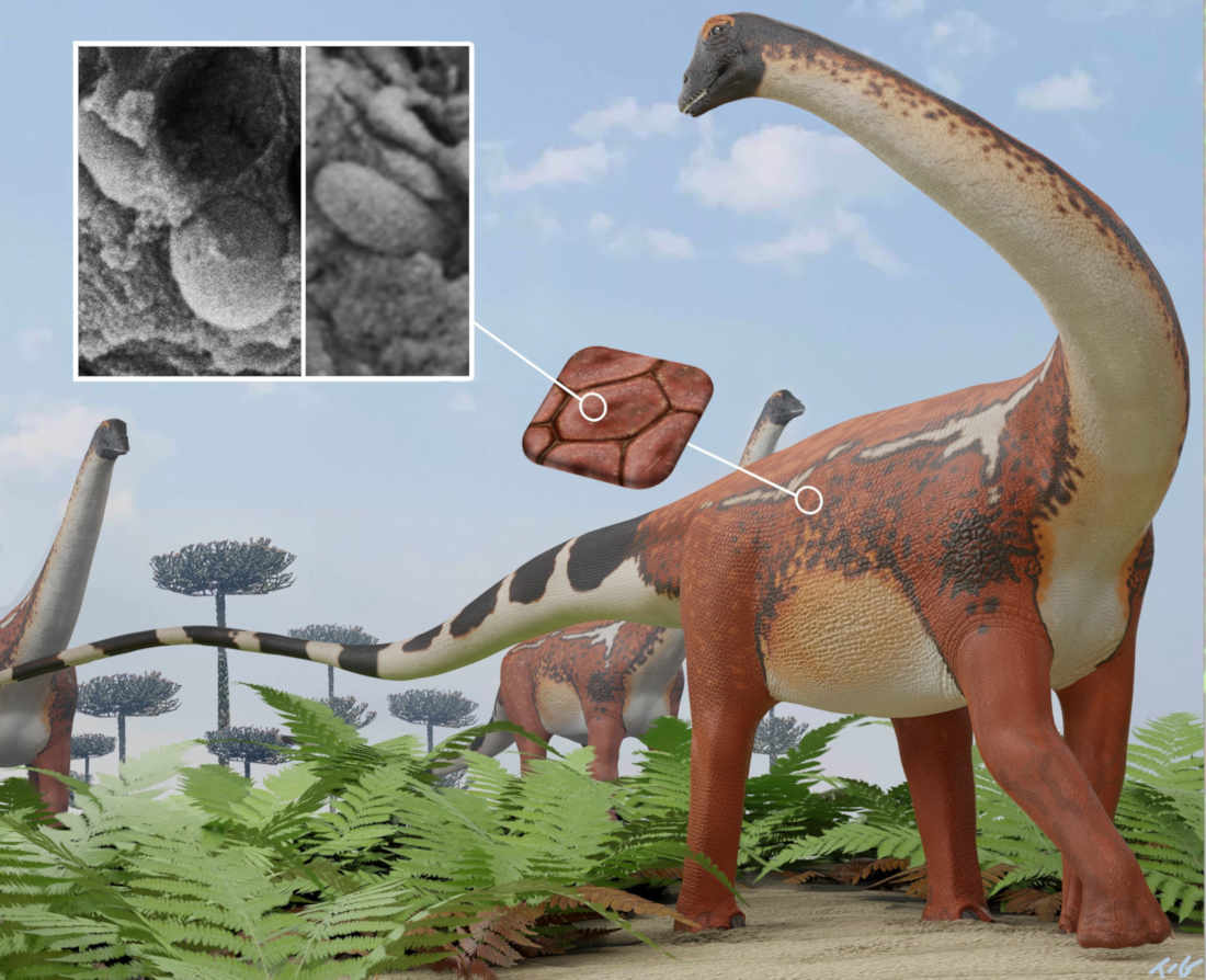 Реконструкция Diplodocus sp. (детеныш)
