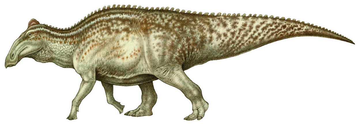 Реконструкция Edmontosaurus annectens