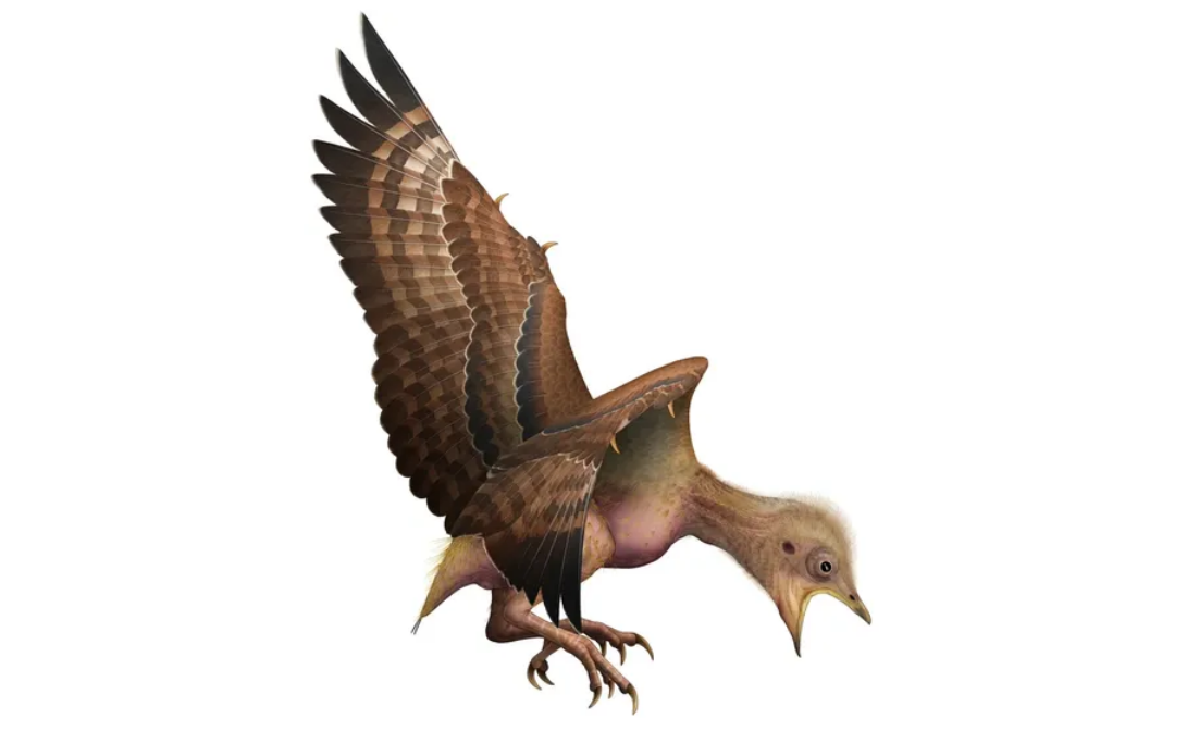Реконструкция Enantiornithes indet. из бирманского янтаря (птенцы)