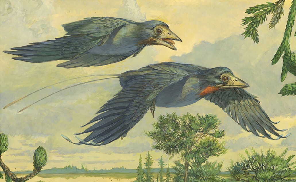 Реконструкция Eoconfuciusornis