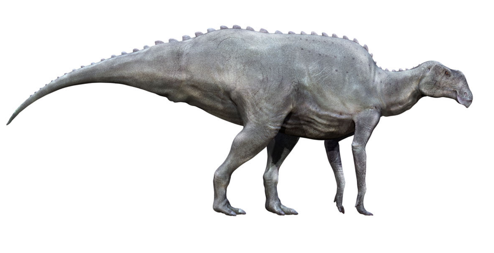 Реконструкция Hadrosauridae indet. (экз. YPMPU 016969)