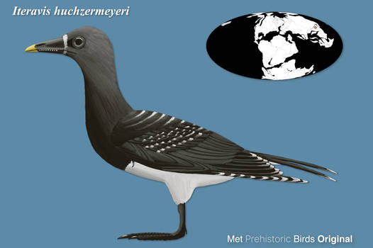 Реконструкция Iteravis huchzermeyeri
