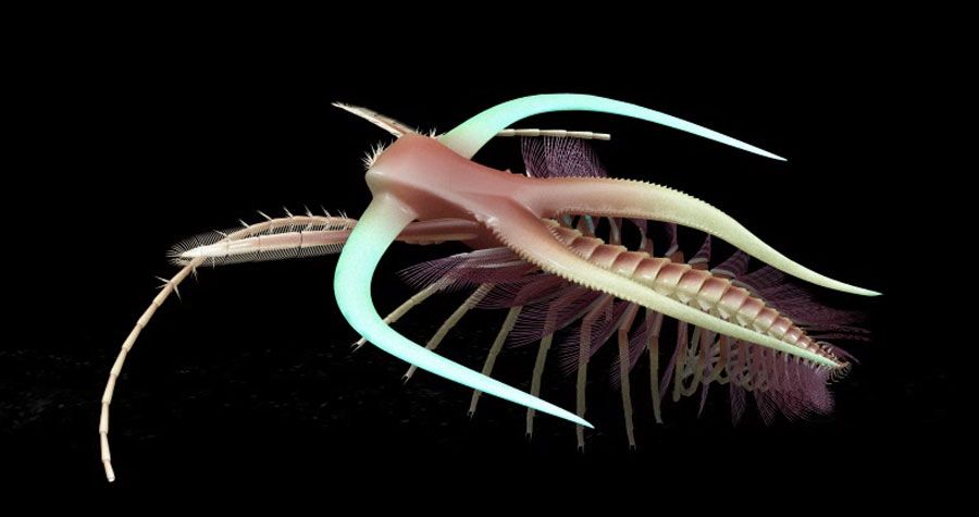 Реконструкция Marrella splendens