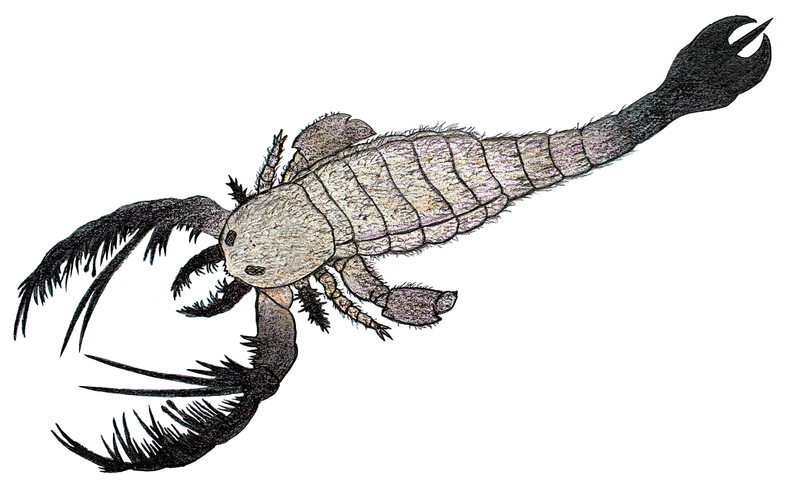 Реконструкция Megalograptus ohioensis