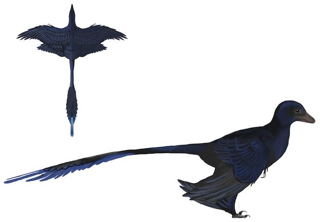 Реконструкция Microraptor sp.