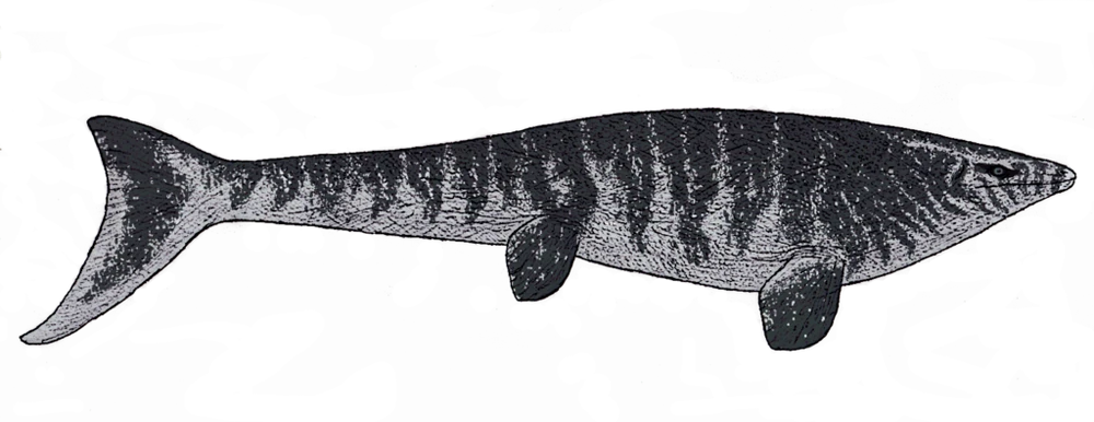 Реконструкция Platecarpus tympaniticus