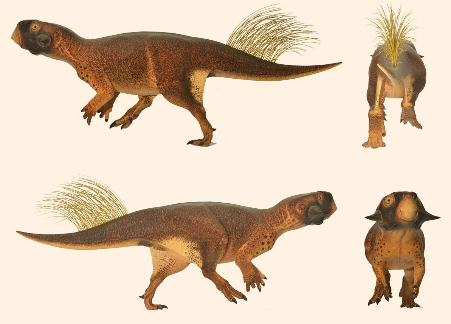 Реконструкция Psittacosaurus sp.
