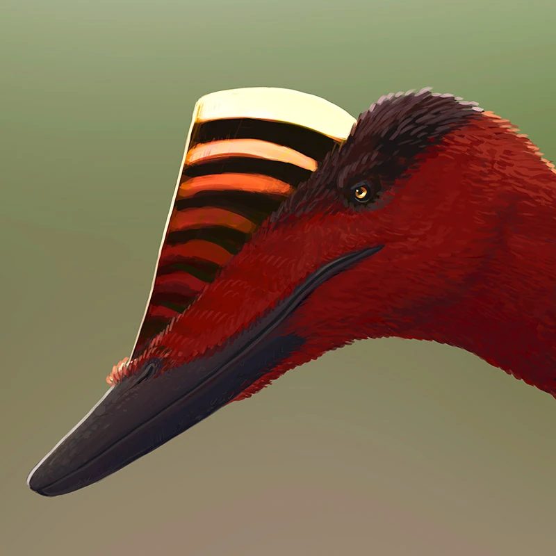 Реконструкция Pterorhynchus wellnhoferi