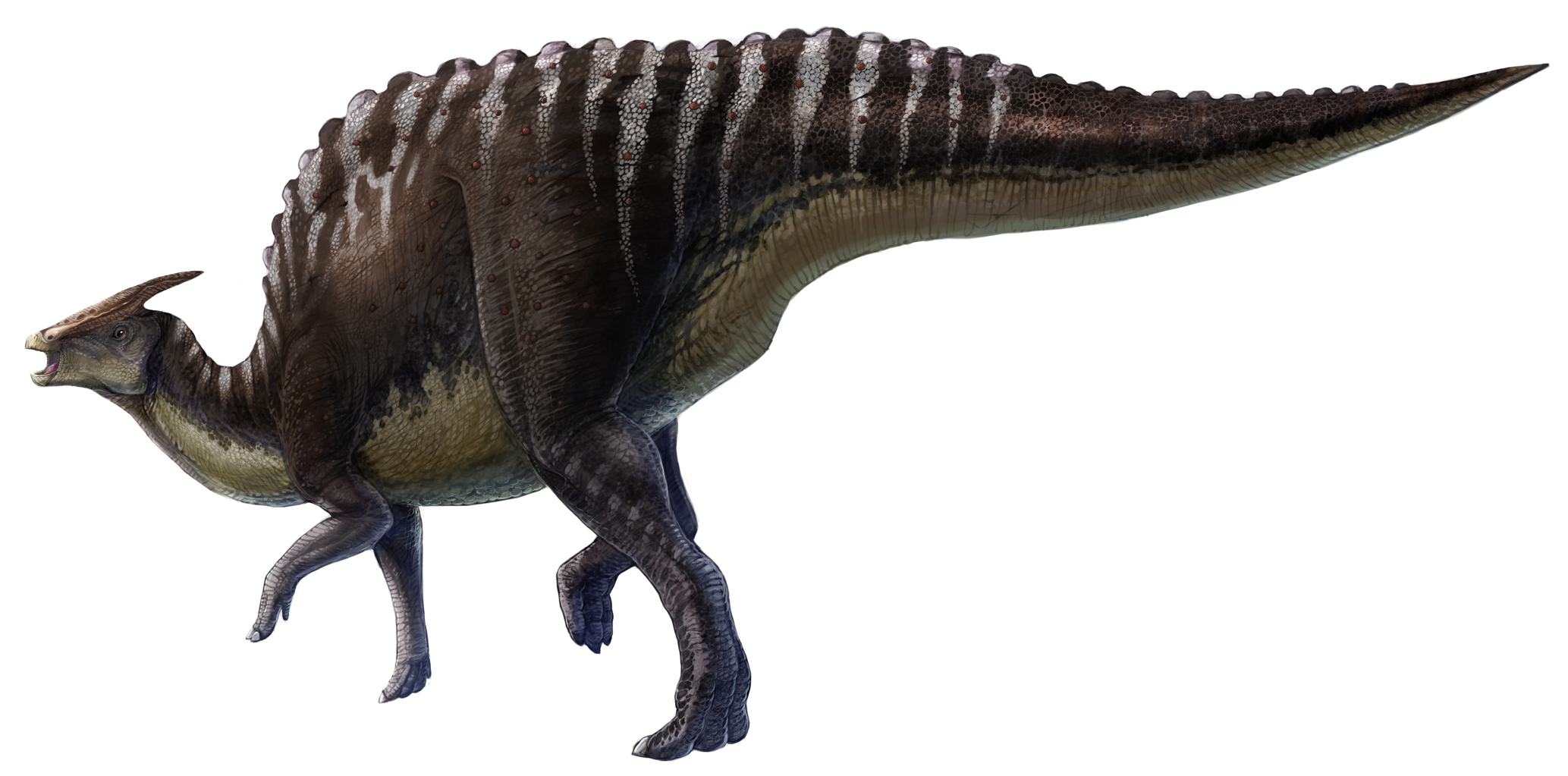Реконструкция Saurolophus angustirostris