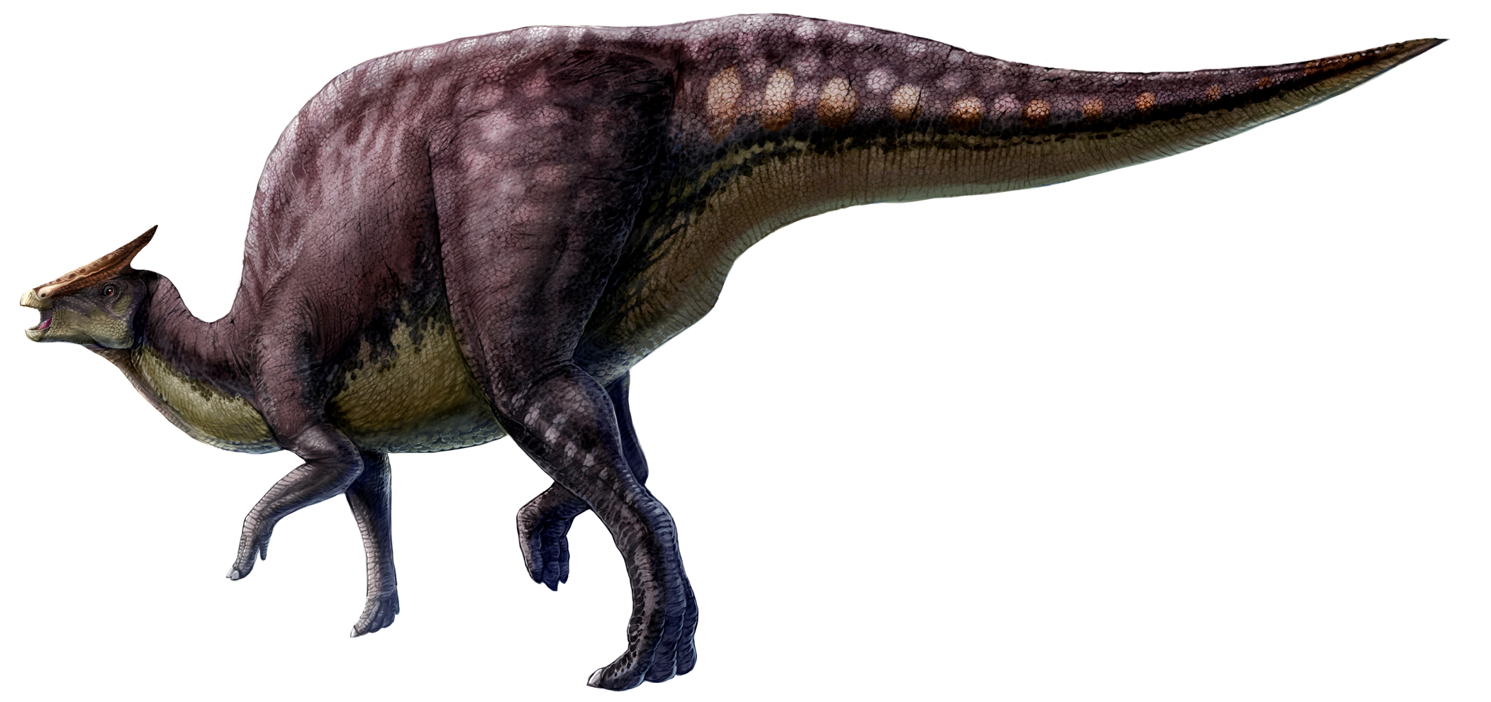 Реконструкция Saurolophus osborni