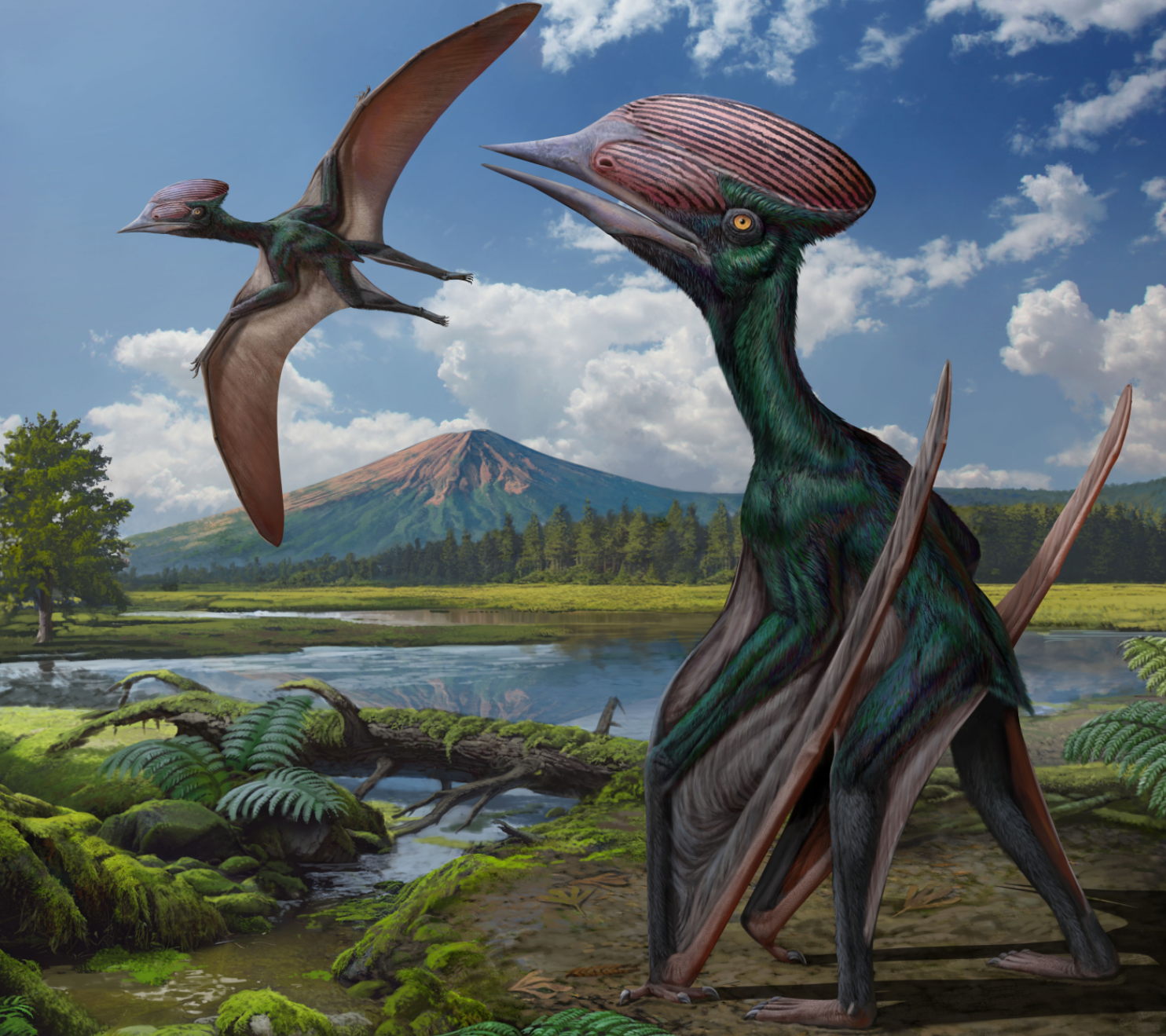 Реконструкция Sinopterus dongi