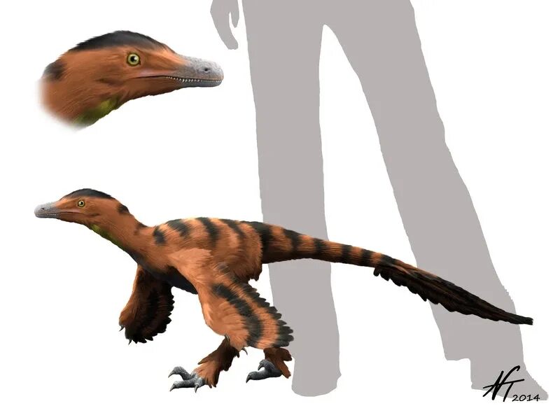Реконструкция Sinornithosaurus millenii