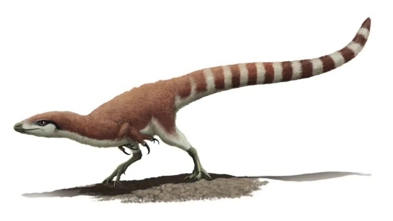 Реконструкция Sinosauropteryx prima